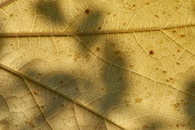 Close shot photography in brown and black leaves

